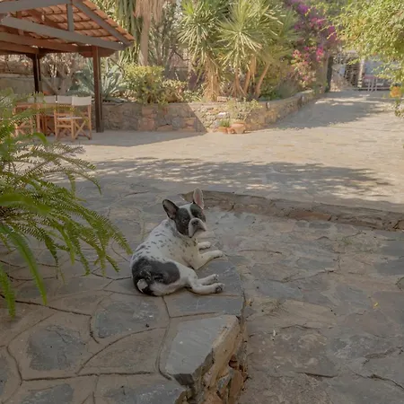 Private Pet Friendly Holiday home Agios Nikolaos (Crete)